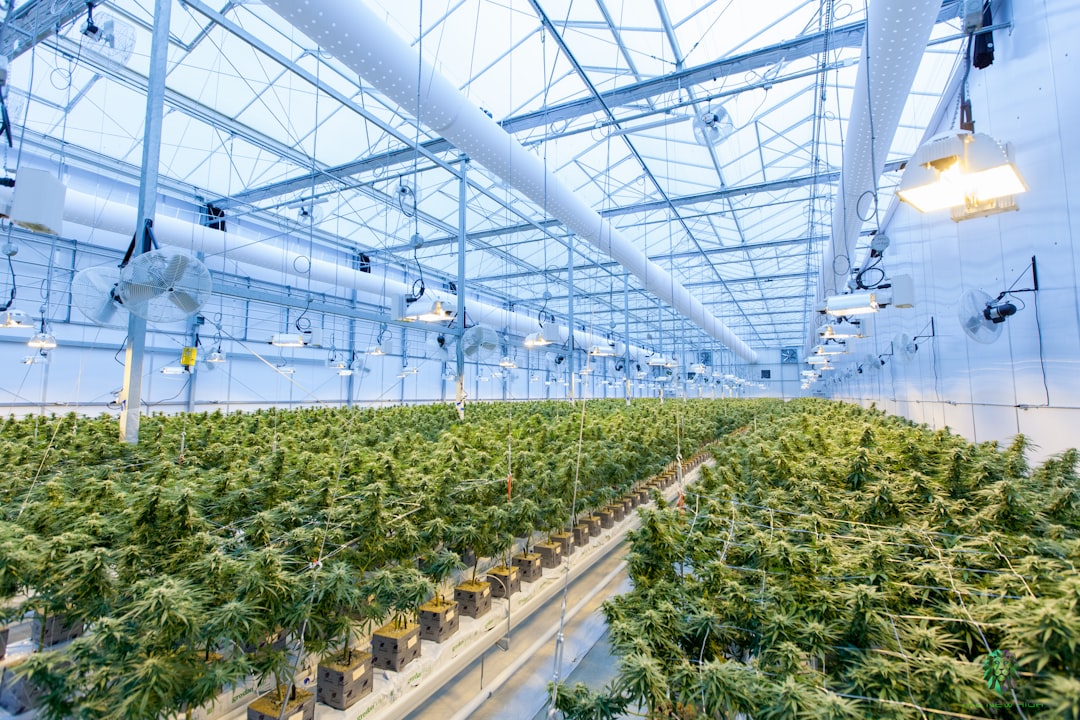 Rows of cannabis plants under grow lights inside a licensed cultivation facility, illustrating cannabis business insurance exposures