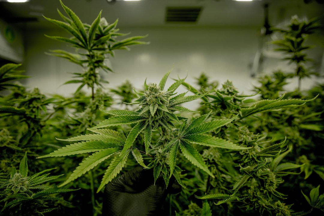 Interior of a licensed cannabis cultivation facility, illustrating cannabis insurance claims exposures