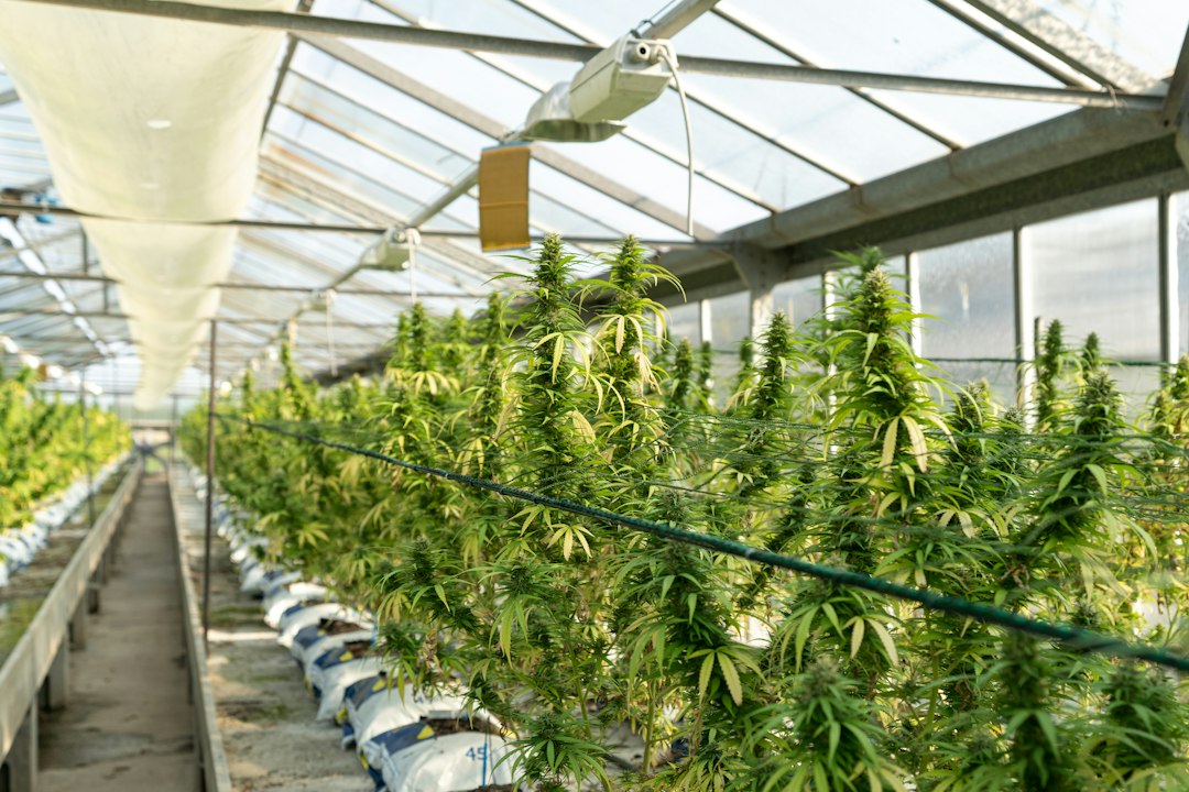 Licensed cannabis cultivation facility under grow lights, illustrating cannabis insurance cost in 2026