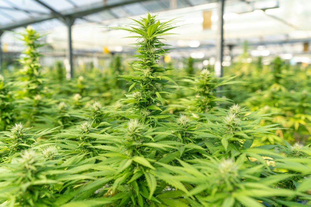 Interior of a licensed cannabis cultivation facility, illustrating cannabis insurance coverage questions